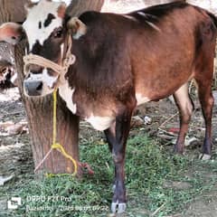 Young cow for sel "SKHWANDARA"