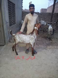 Qurbani Male