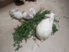Rabbits for sell