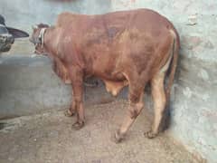 Qurbani ka janwar