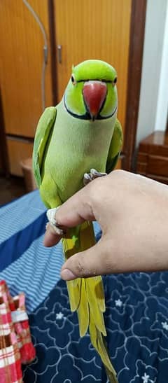 Handtame Talking Parrot
