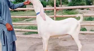 Rajan