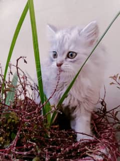 persian kitten punch face