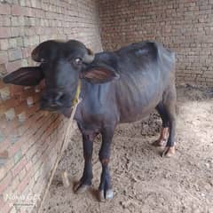 Katta