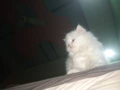Persian kittens