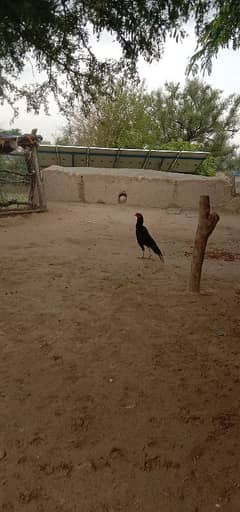 aseel