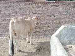 cholistani bull | Bachra | Qurbani vacha