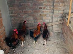 golden misri 4 pieces