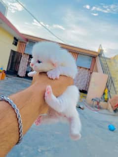 full wite clour baby kitten 25 days for sale eid offer
