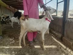 Bakra | Mix Breed Goats | Goats | بکری | Qurbani For sale | Dasi Bakra
