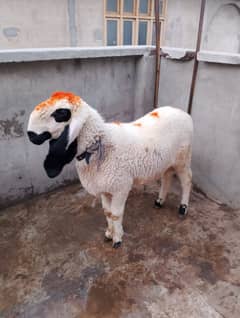qurbani k liay chatray ghar k palay hoay for sale
