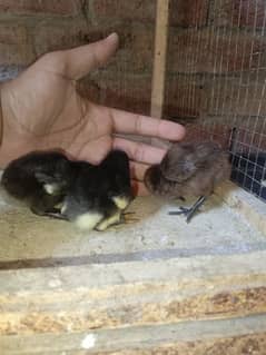 pure black dragon chicks for sell