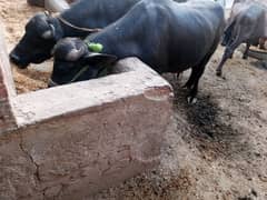 qurbani