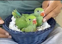 Green Parrot Chicks
