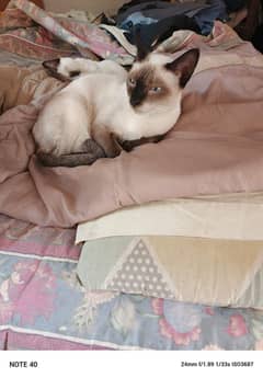 Pure Siamese female cat