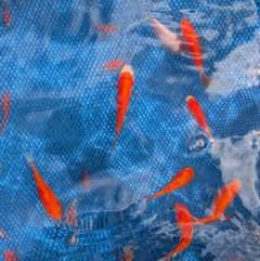 koi fish