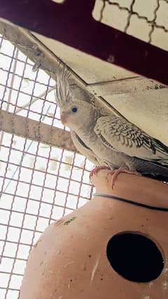 Grey Cocktail parrot