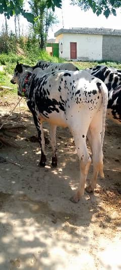 Bulls for sale Contact 03125173572/03130026074