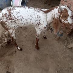 قربانی کا جانور برائے فروخت 31 کلو