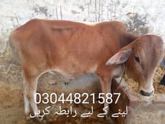 پکا
