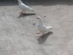 kabootar
