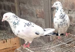 Sharka pair