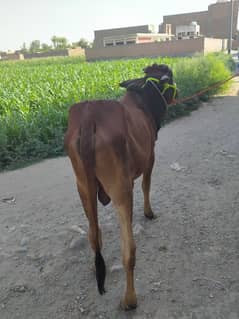 qurbani Ka janwar 2 dant