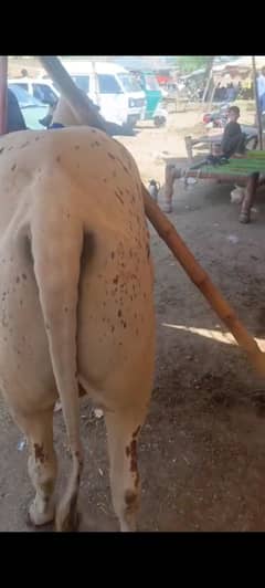Bull for sale