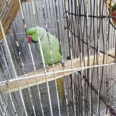For sale pair urgent