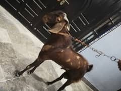 #BAKRA #EID UL ADHA #ANDO BAKRA