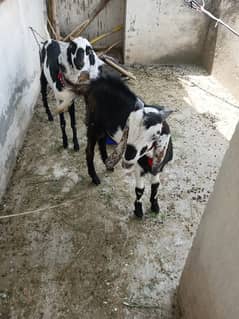 Qurbani k bakry 03187632358