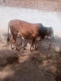 qurnabi waly janwar