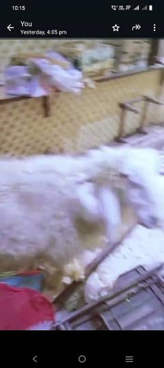 1500 per kg chatra for sale live weight