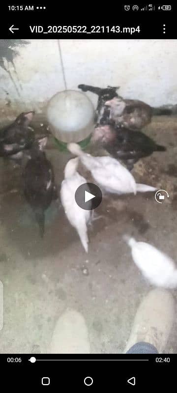 Heera / Hera Eggs & Chicks, Young & Breeder 3