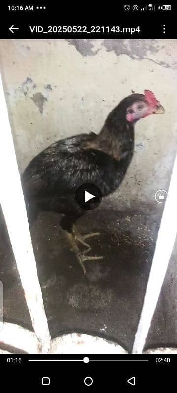 Heera / Hera Eggs & Chicks, Young & Breeder 4