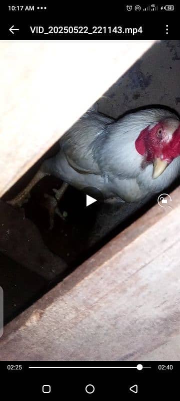 Heera / Hera Eggs & Chicks, Young & Breeder 5