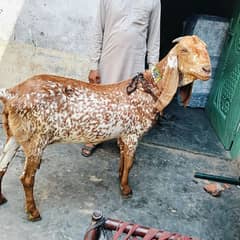 pure Makhi Cheni Sady 3 Mahina ki Gabban