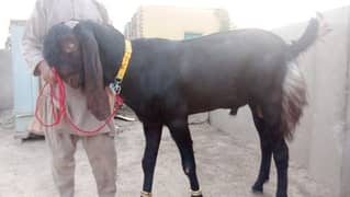 Andar03256810679