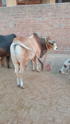 Qurbani bull | Bachra | sahiwal bull | desi bull | Wehra | بچرا /2025
