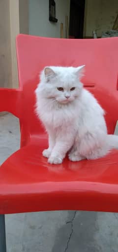 2 Persian cats for sale. The price is for both.