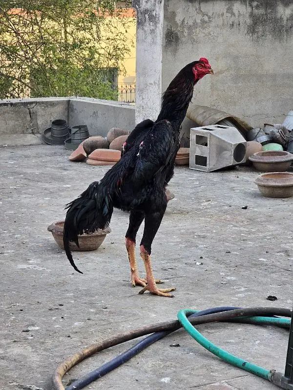 King size o shamo/high quality/white shamo chicks/aseel shamo chick — photo 8