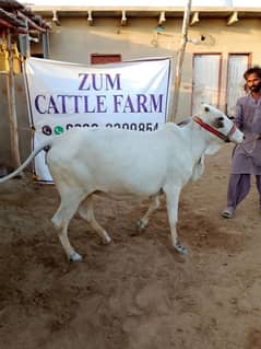 2 Dant beautiful Bachiya 3 man meat weight