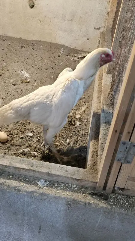 King size o shamo/high quality/white shamo chicks/aseel shamo chick — photo 2