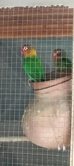 love birds