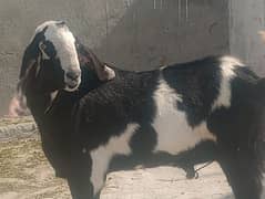 qurbani