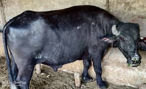 Dasi Kata big bull