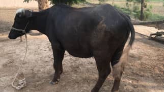 Qurbani