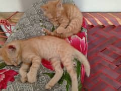Twins