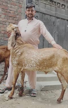 makhi cheena/beetal/chahtry/qurbani goat /bakra /بکرا/makhi chena