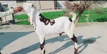 Qurbqni k bakery chatra zibah krwany k liye rqbta kren